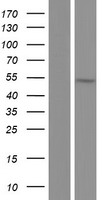 PPHLN1 Human Over-expression Lysate
