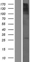 C22orf46 Human Over-expression Lysate