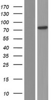 ZNF237 (ZMYM5) Human Over-expression Lysate
