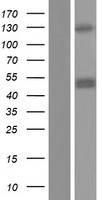 CHID1 Human Over-expression Lysate