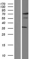 NFYC Human Over-expression Lysate