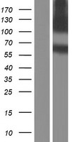 APLP2 Human Over-expression Lysate