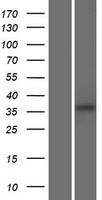 FAM86B2 Human Over-expression Lysate