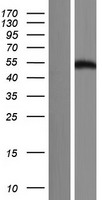 FAM90A7P Human Over-expression Lysate
