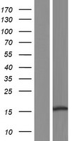 C11orf86 Human Over-expression Lysate