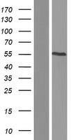 RCOR3 Human Over-expression Lysate