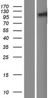 TNPO2 Human Over-expression Lysate