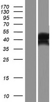 OTUD5 Human Over-expression Lysate