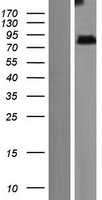 ZMYND15 Human Over-expression Lysate