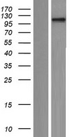 NFATC4 Human Over-expression Lysate