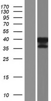 GKAP1 Human Over-expression Lysate