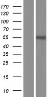 SMAD2 Human Over-expression Lysate
