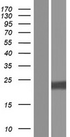 PIK3IP1 Human Over-expression Lysate