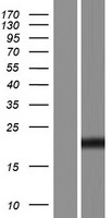 ZMAT4 Human Over-expression Lysate