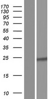 SLC25A44 Human Over-expression Lysate