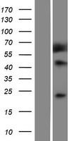 Methionine Sulfoxide Reductase A (MSRA) Human Over-expression Lysate