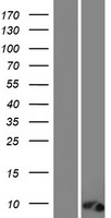 C12orf73 Human Over-expression Lysate