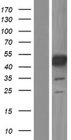 MNK1 (MKNK1) Human Over-expression Lysate