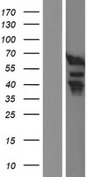 FIP1L1 Human Over-expression Lysate