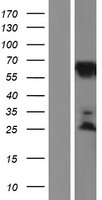 KLC2 Human Over-expression Lysate