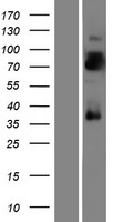 LRRTM4 Human Over-expression Lysate