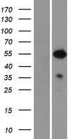 Nuclear Factor 1 (NFIA) Human Over-expression Lysate