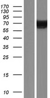 AHCYL2 Human Over-expression Lysate