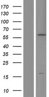 SHC (SHC1) Human Over-expression Lysate