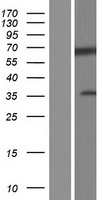 DNAJC2 Human Over-expression Lysate