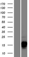 CSAG3 Human Over-expression Lysate