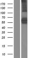 ARHGEF3 Human Over-expression Lysate