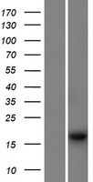 PSMG4 Human Over-expression Lysate