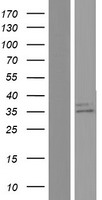 delta Sarcoglycan (SGCD) Human Over-expression Lysate