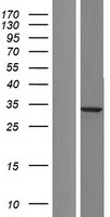 SPG21 Human Over-expression Lysate