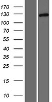 Tomosyn (STXBP5) Human Over-expression Lysate