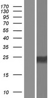 C7orf46 (FAM221A) Human Over-expression Lysate