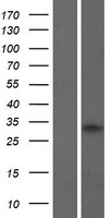 C7orf46 (FAM221A) Human Over-expression Lysate