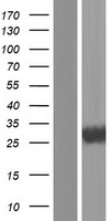 FLIP (CFLAR) Human Over-expression Lysate