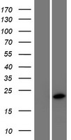 KLLN Human Over-expression Lysate