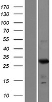 FRG2C Human Over-expression Lysate
