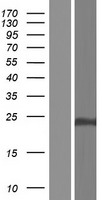 CLDN19 Human Over-expression Lysate