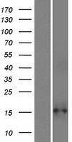 LINC02902 Human Over-expression Lysate