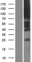 DARC (ACKR1) Human Over-expression Lysate