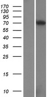 FAM178B Human Over-expression Lysate