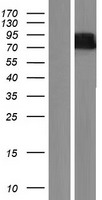 WDR26 Human Over-expression Lysate