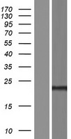 TMEM240 Human Over-expression Lysate