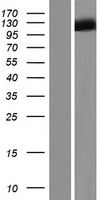 SYNPO2L Human Over-expression Lysate
