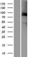 CDC27 Human Over-expression Lysate