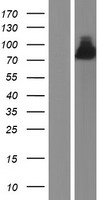 Ephexin 1 (NGEF) Human Over-expression Lysate