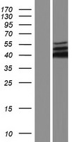 ERK1 (MAPK3) Human Over-expression Lysate